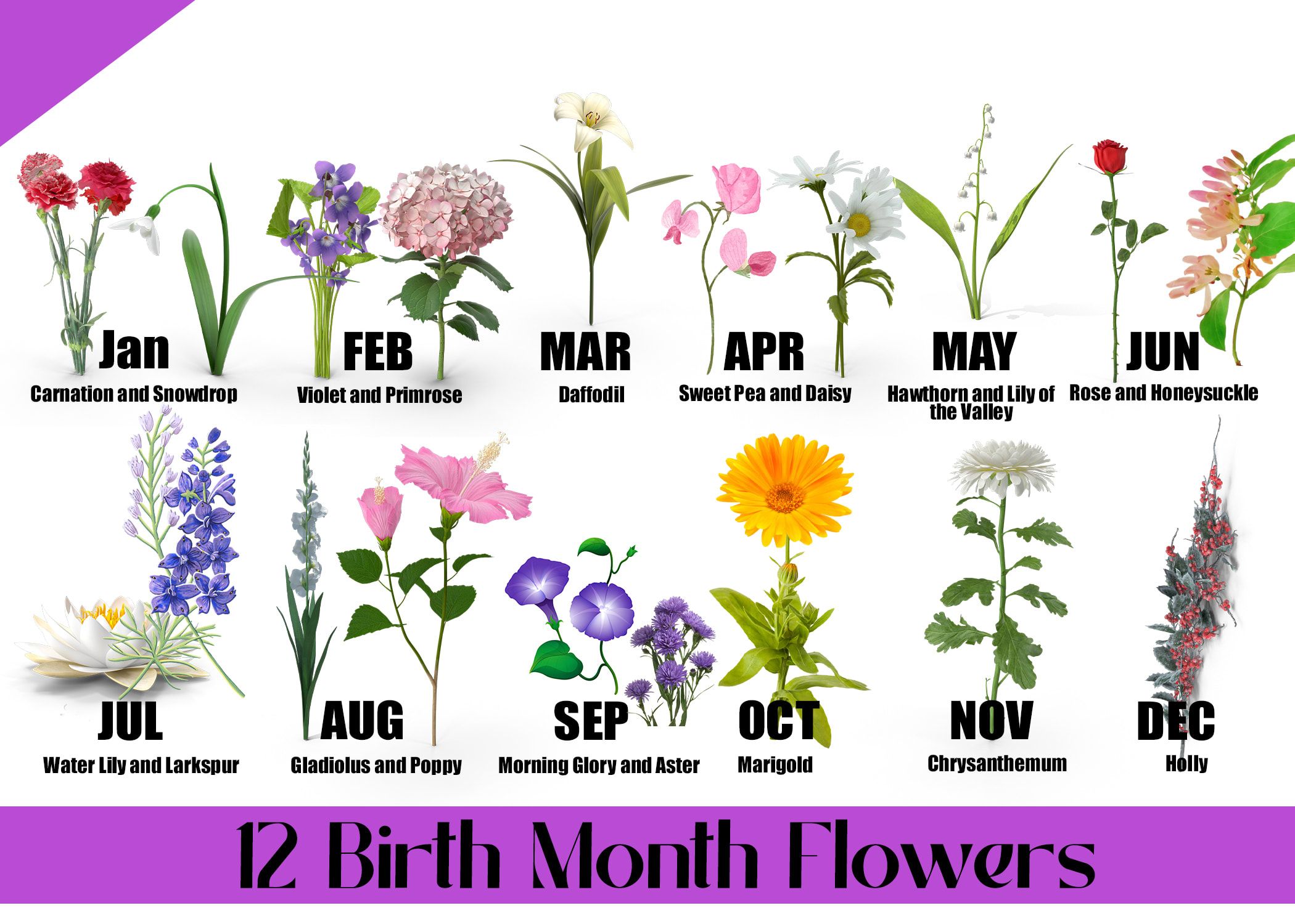 12 Birth Month Flowers Their Meanings Blog Alpha Floral August