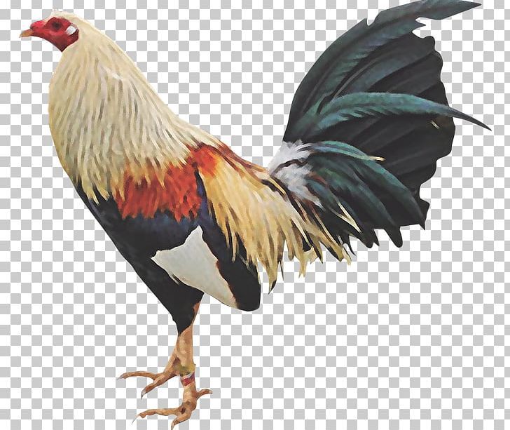 120 Roosters Ideas Fighting Rooster Game Fowl Rooster Tattoo