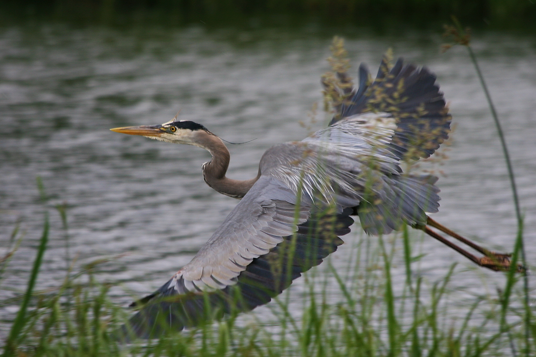 29 Animals Great Blue Herons Ideas Blue Heron Heron Animals