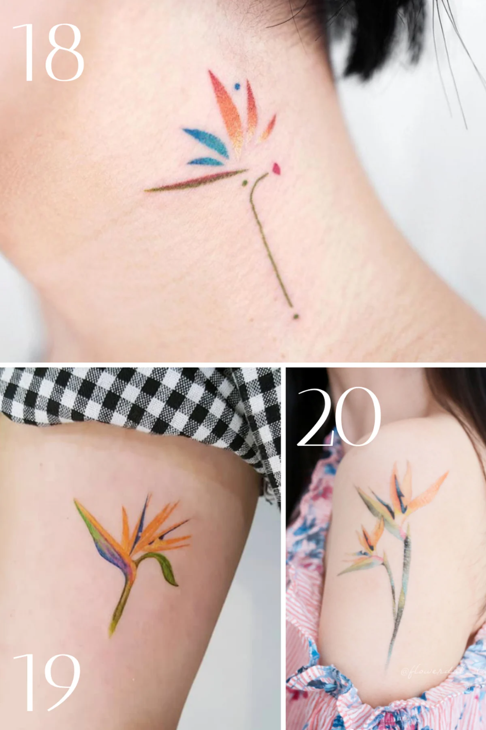 67 Colorful Bird Of Paradise Flower Tattoo Designs Tattooglee