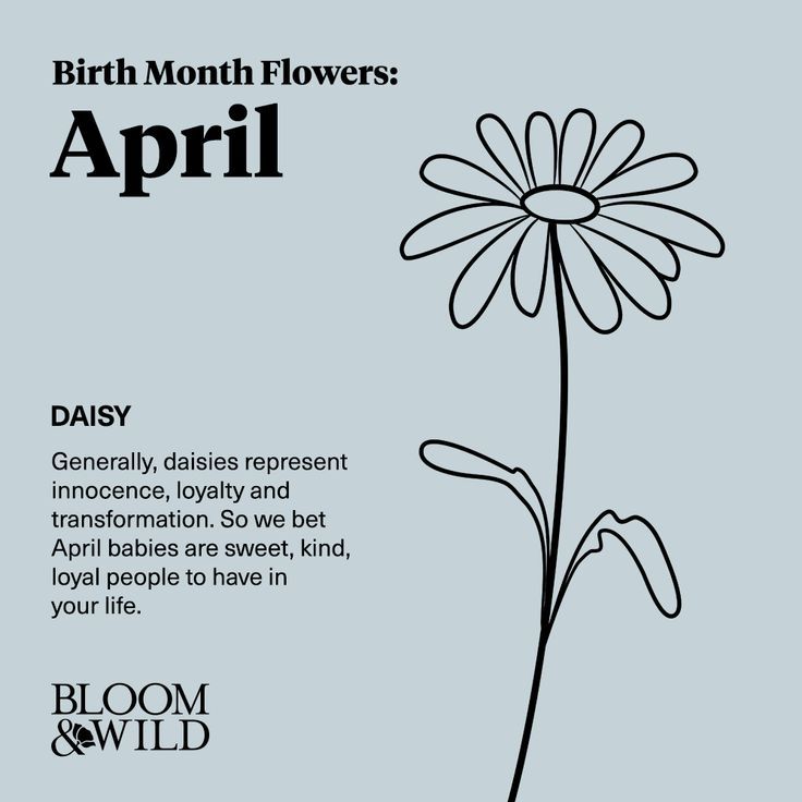 April Birth Flower Daisy April Birth Flower Bloom And Wild Birth