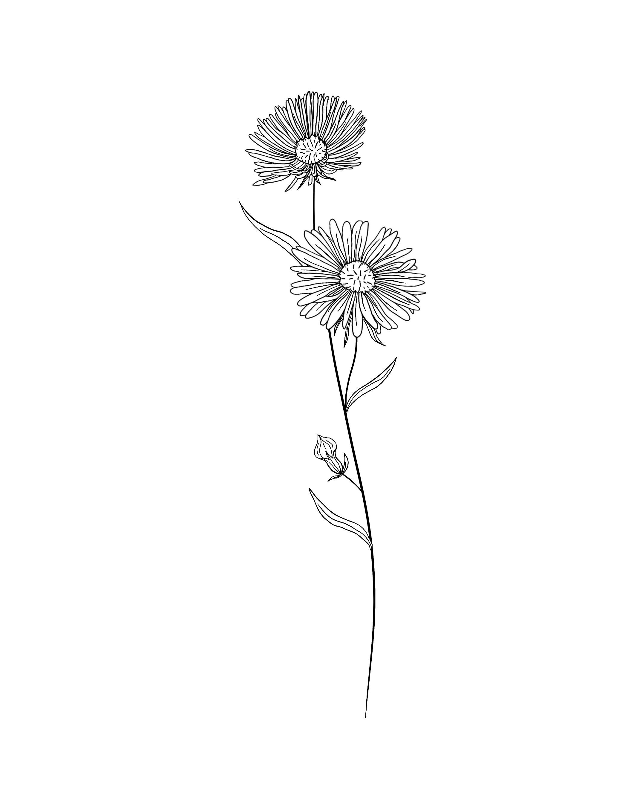 Aster September Birth Flower Drawing Know About The Meaning