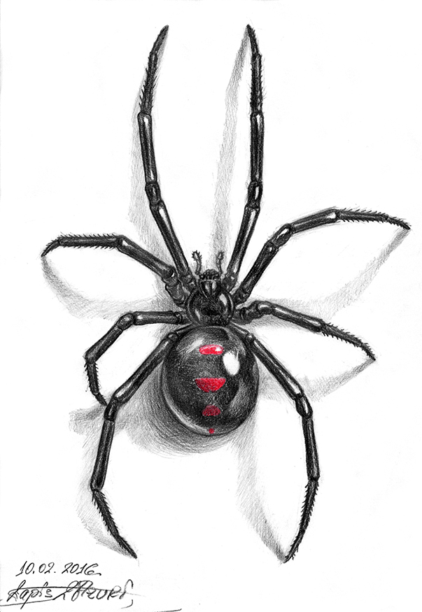 Black Widow Drawing Tattoo