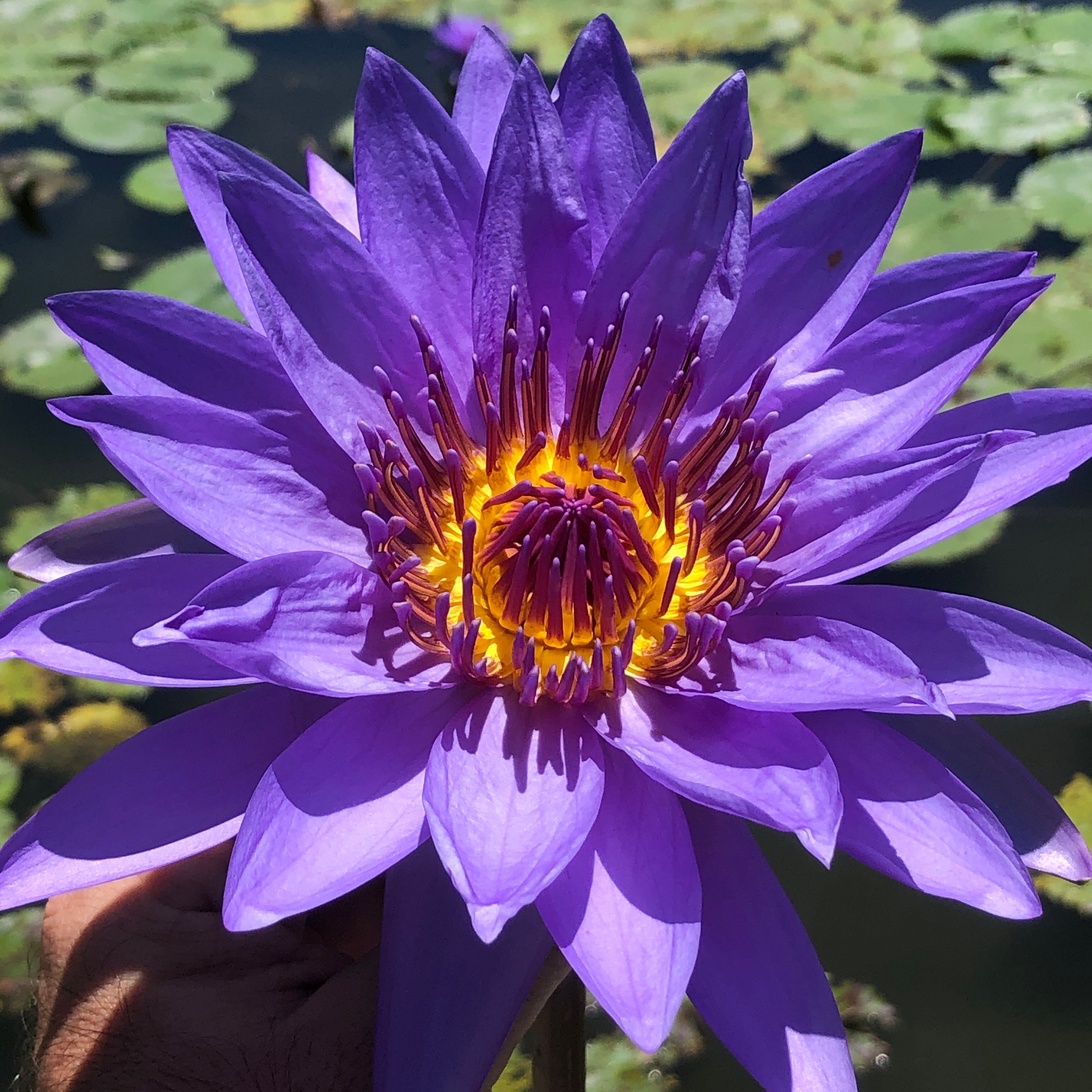 Blue Lotus Blossom Herbal Tea Tisane Mountain Stream Teas