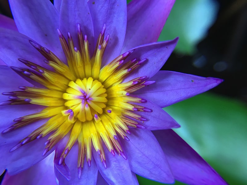 Blue Lotus Flower Of Intuitive Ascension The Alchemist S Kitchen