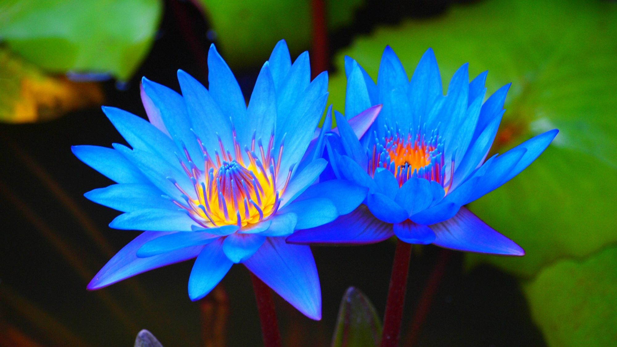 Discovering the Charm of Blue Lotus Sun Prairie