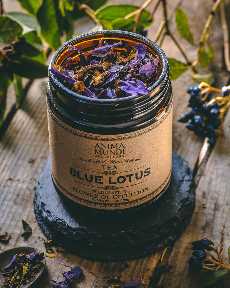 Blue Lotus Tea Sacred Plants