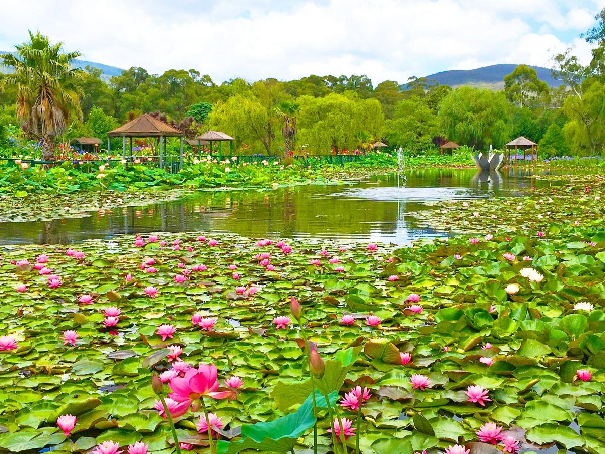 Blue Lotus Water Garden Admission Ticket 2023 Melbourne, 43% Off