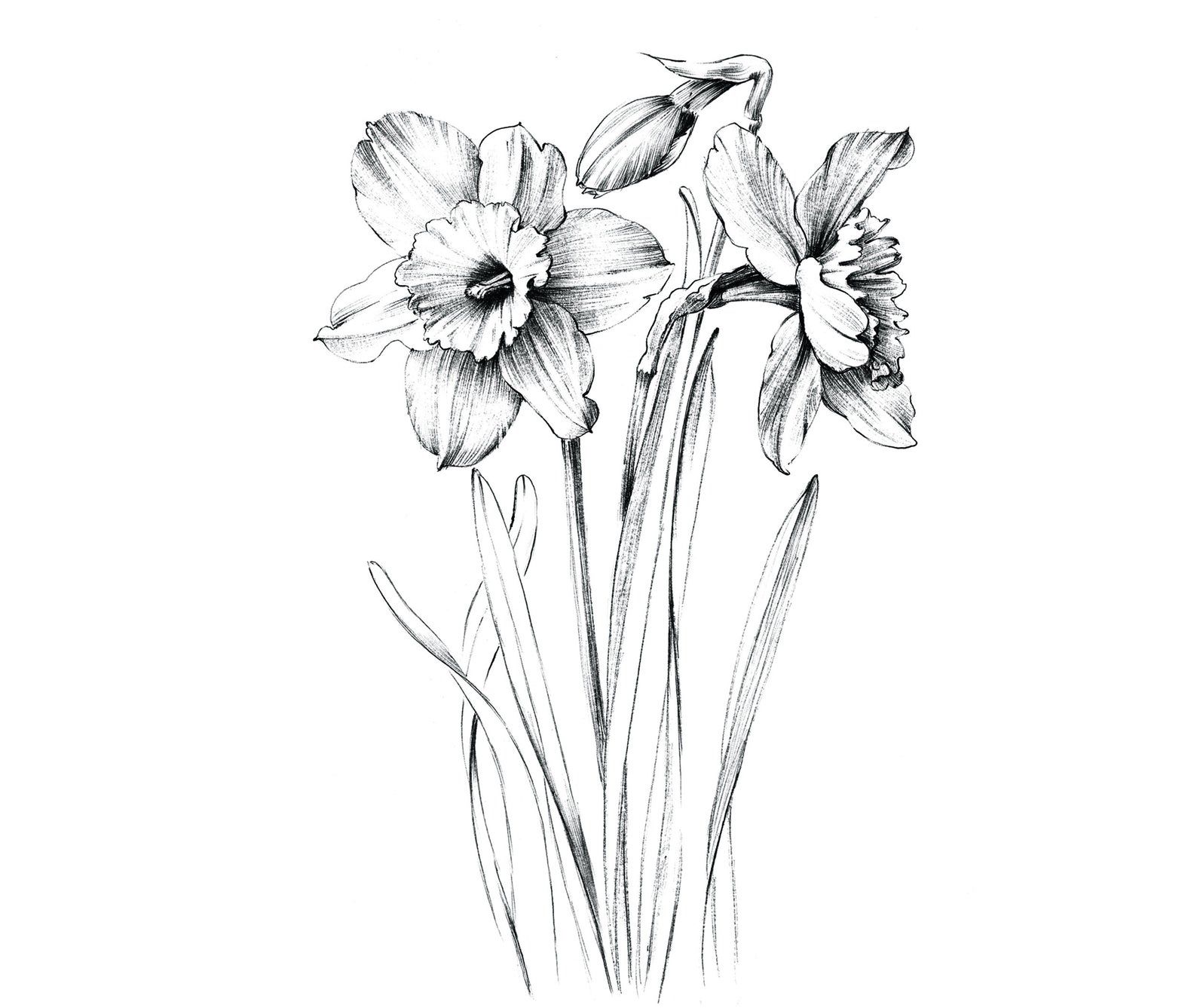 5 Easy Steps to Sketch Your December Birth Flower