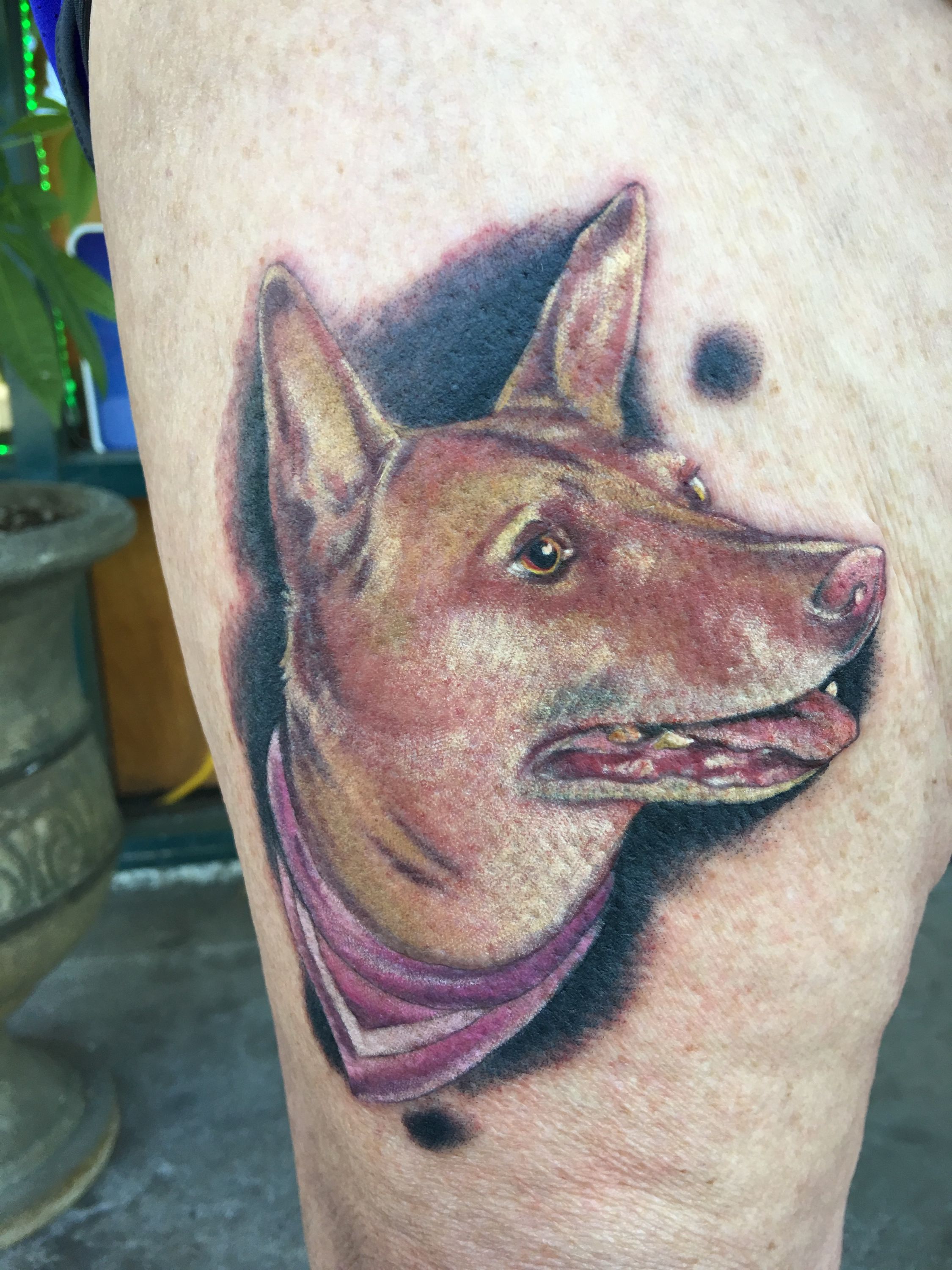 Dog Tattoo By Scott Emerald Tattoo Lodi Tattoos Dog Tattoo Piercing