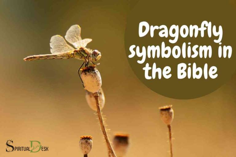 5 Fascinating Biblical Meanings of Dragonflies