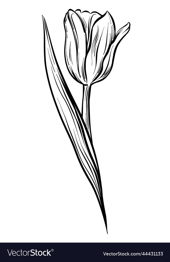 Drawing Style Of Group Of Tulip Flower Be Arrange In Heart Shape On