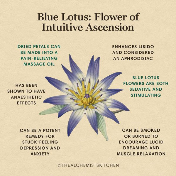 Facts About Blue Lotus Uses Benefits Health Risks And More Ceylon