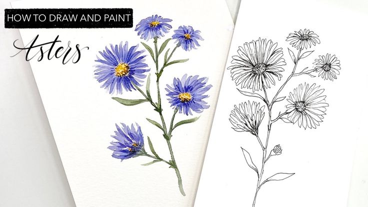 How I Draw September Birth Flower Aster Watercolor Process Speedpaint