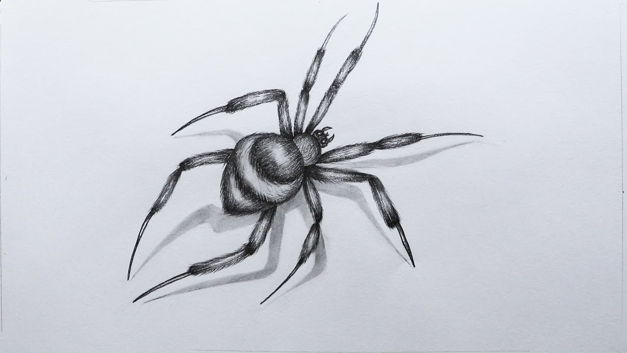 How To Sketch A Spider Youtube