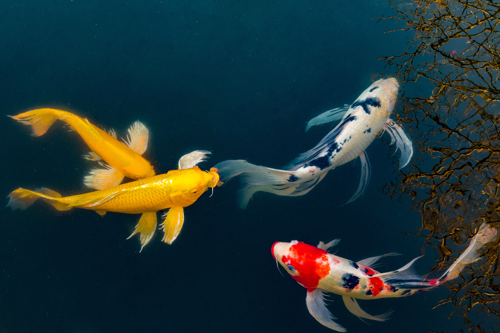 Koi Fish Meaning Unlock The Power Koi Fish Meaning And Feng Shui