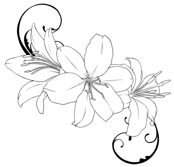 Lily Flower Tattoo Outline