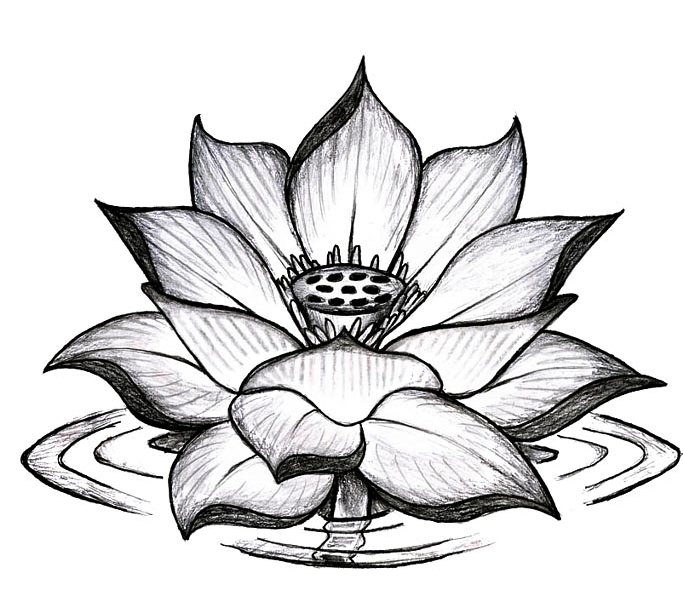 Lotus Flower Drawing Tattoo