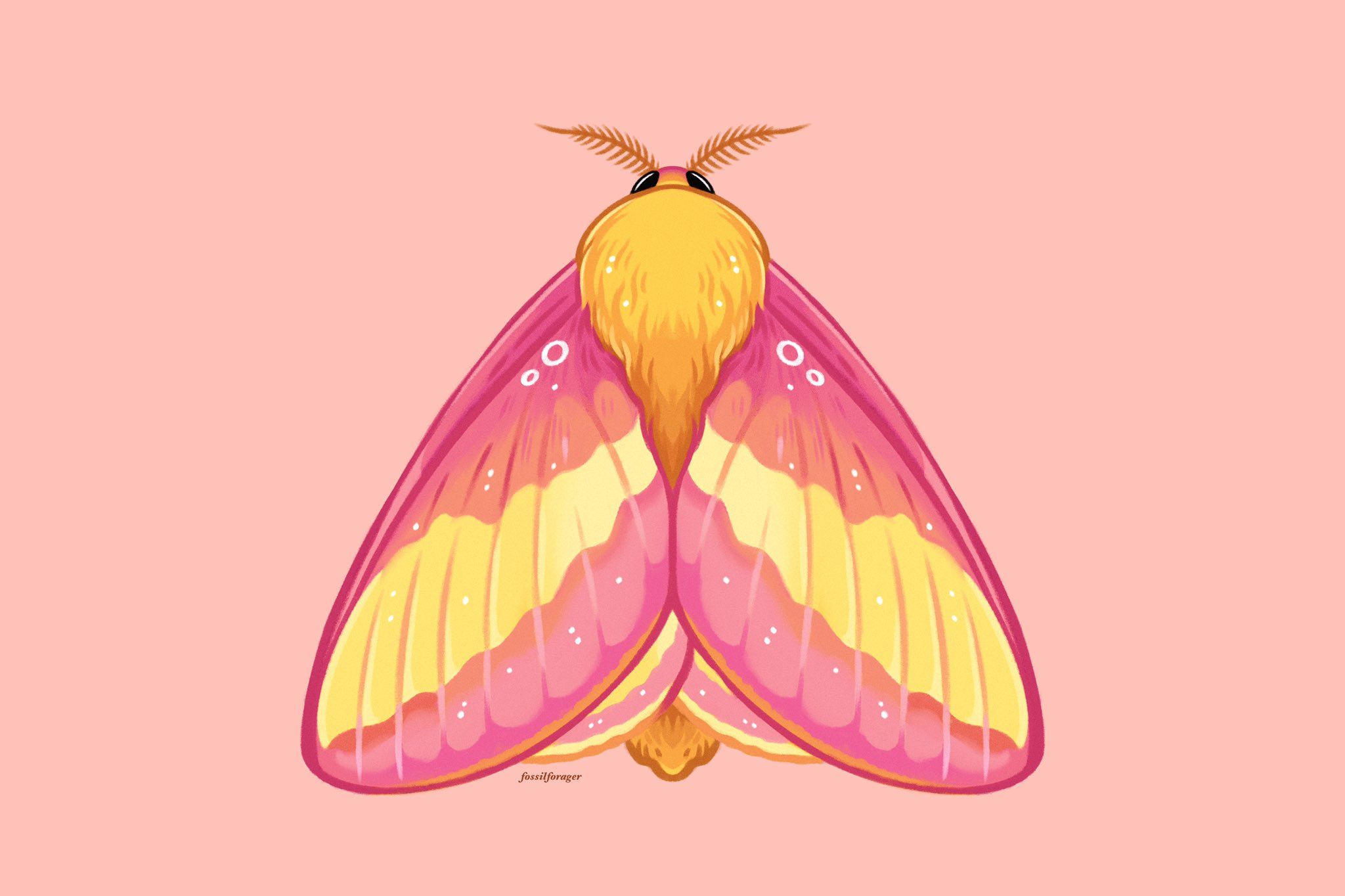 Nicole On Twitter Rosy Maple Moth Cute Moth Moth Art