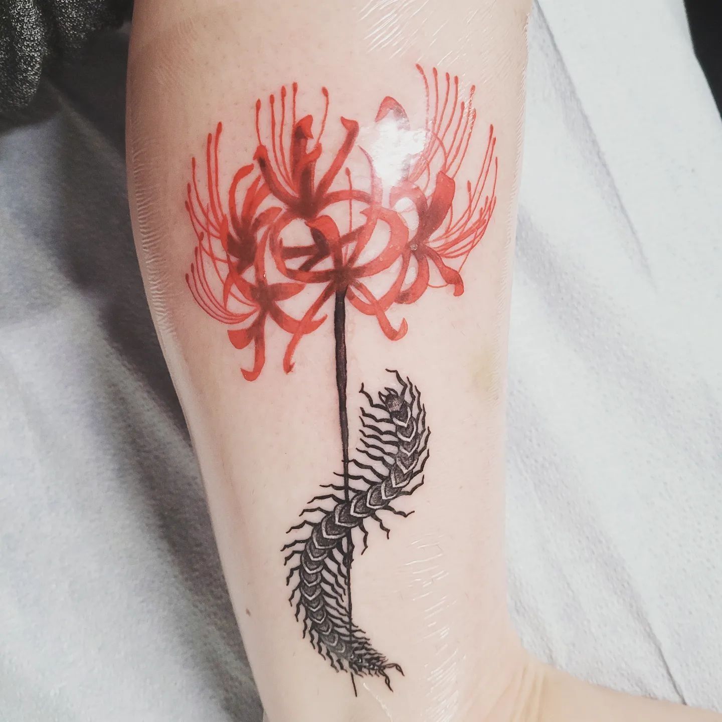 Oozy Spider Lily Flower Tattoo H Nh X M X M T Ng H Nh X M