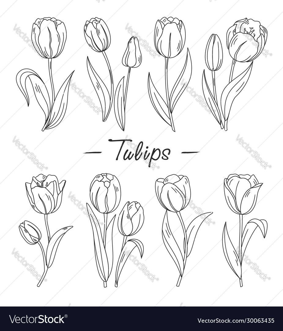 Outline Hand Drawn Tulips Flowers Royalty Free Vector Image