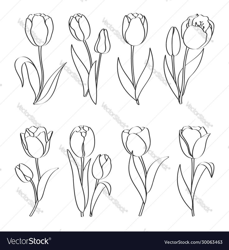 Outline Hand Drawn Tulips Vector Image On Vectorstock Tulip Flower