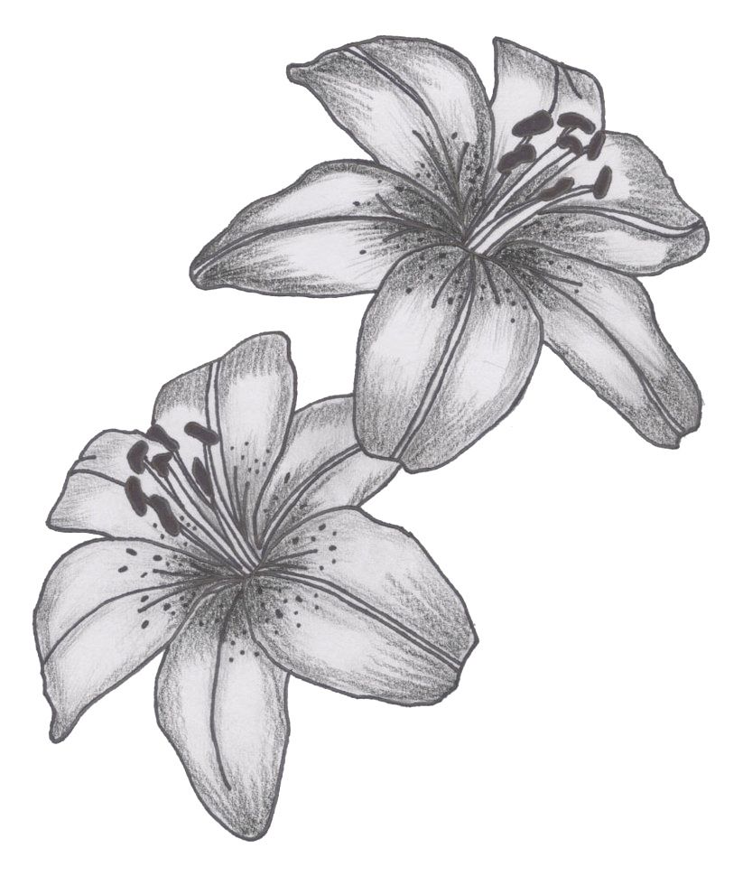 5 Stunning Lily Tattoo Design Ideas for Your Inspiration