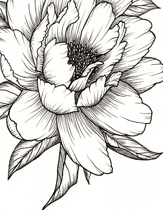 Peony Flower Art Print Of Pen Illustration Flower Drawing Floral