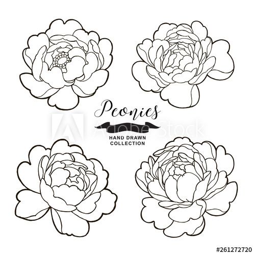 Peony Flowers Outlines Hand Drawn Flowers Vector Image