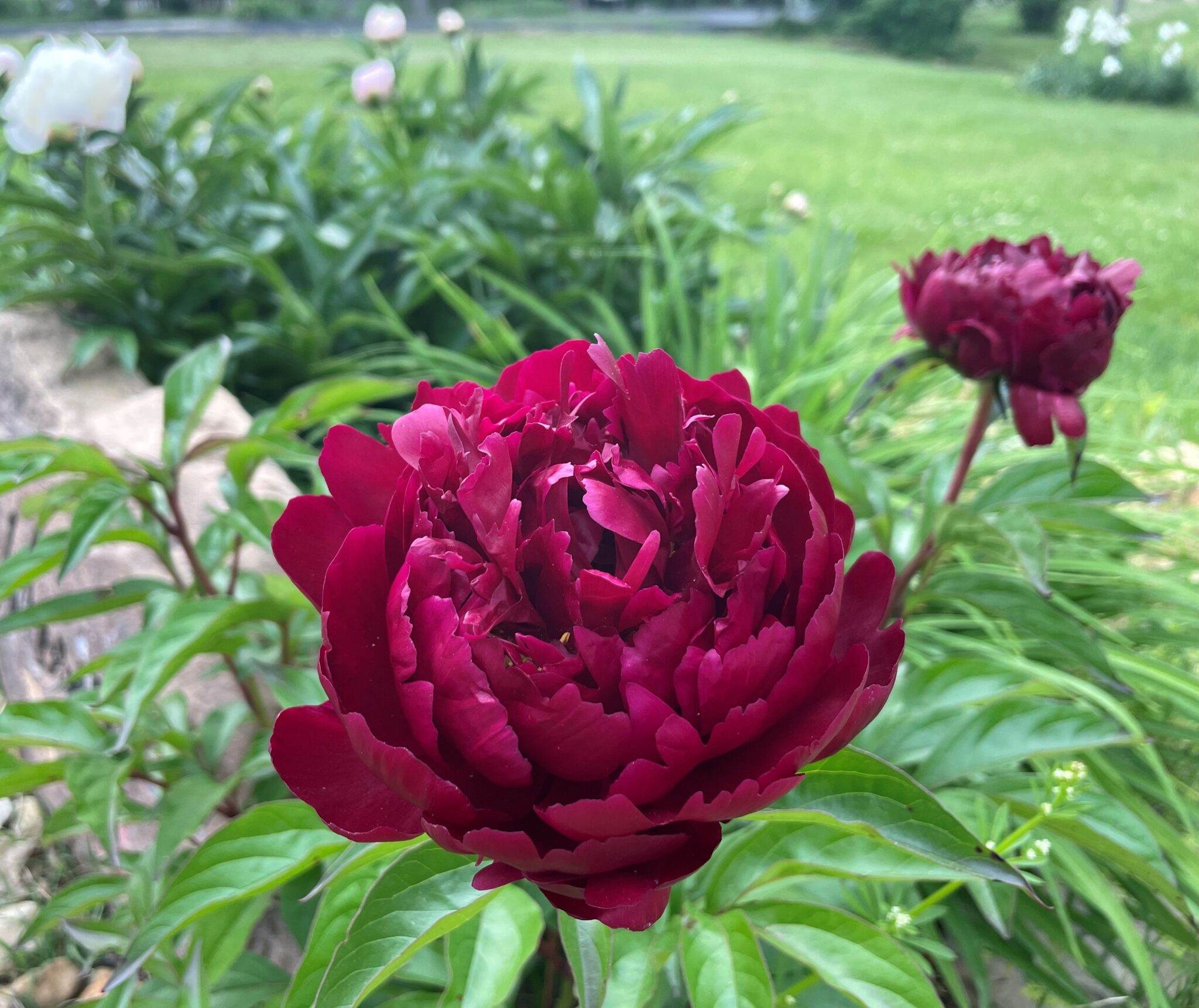 Peony On Hubpages