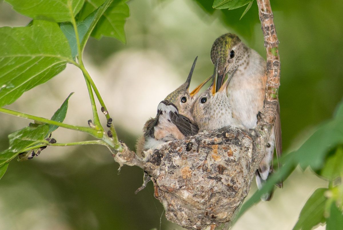 Pin On Hummingbirds For Mom