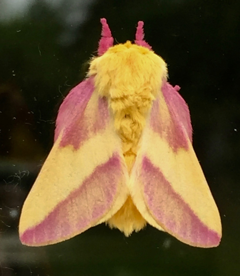 Rosy Maple Moth For The Always Lovely Meaghen Wraps A Bit So Scroll