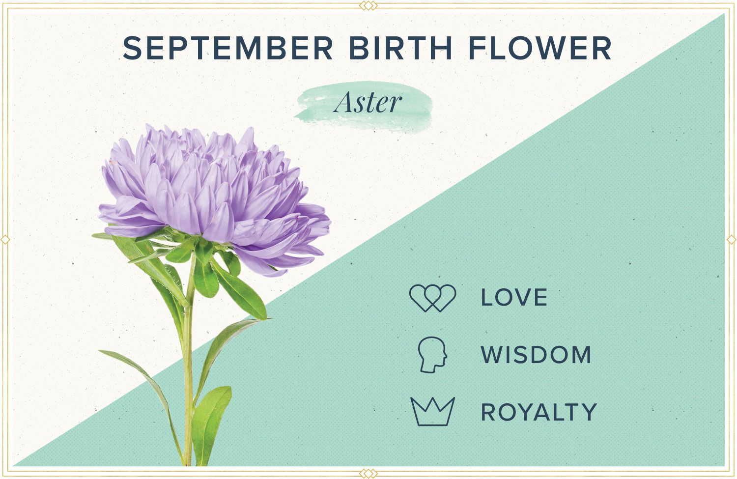 September Birth Flowers Symbolism And Aesthetic