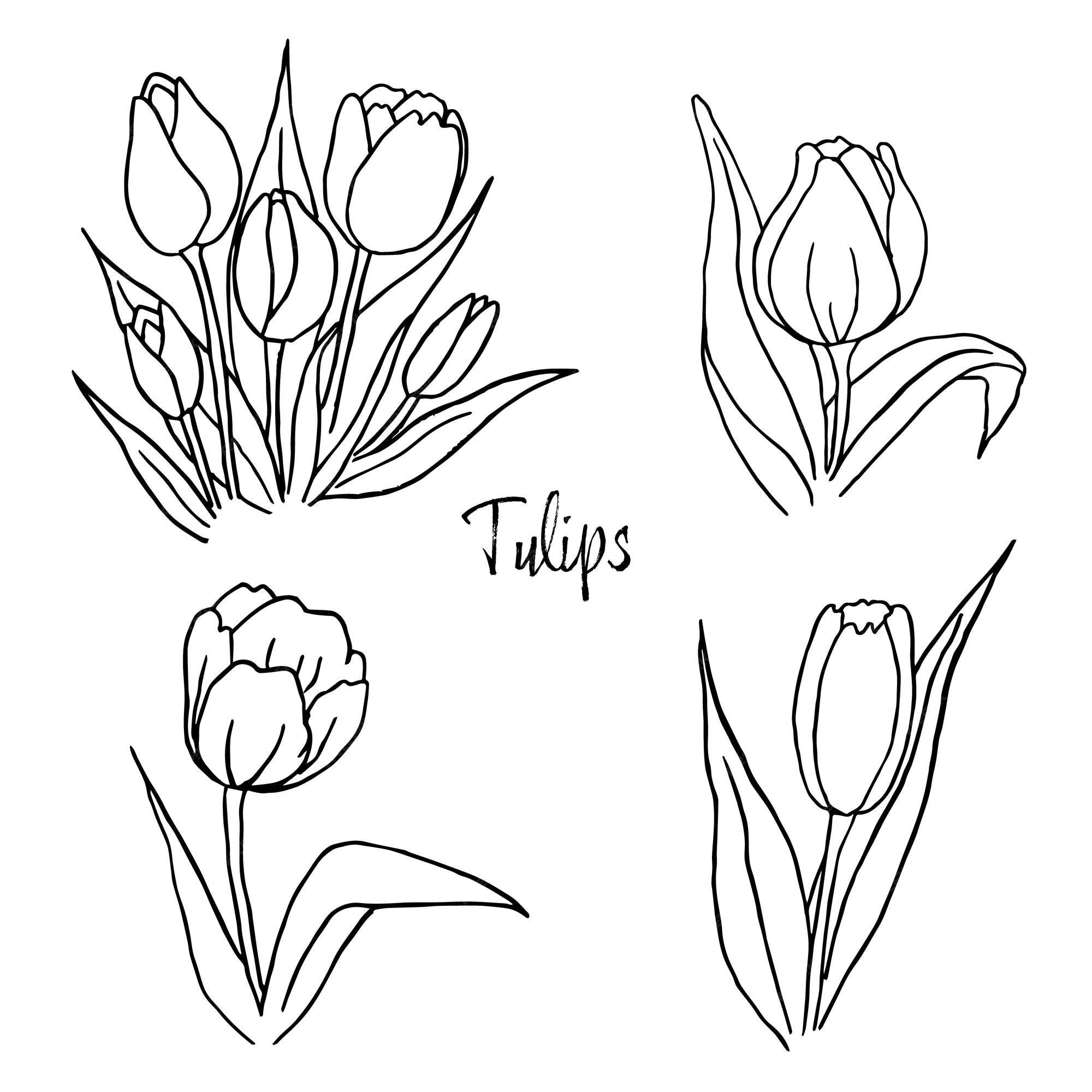 Set Of Outline Tulips Line Art Hand Drawn Flowers Tulips Vector Stock