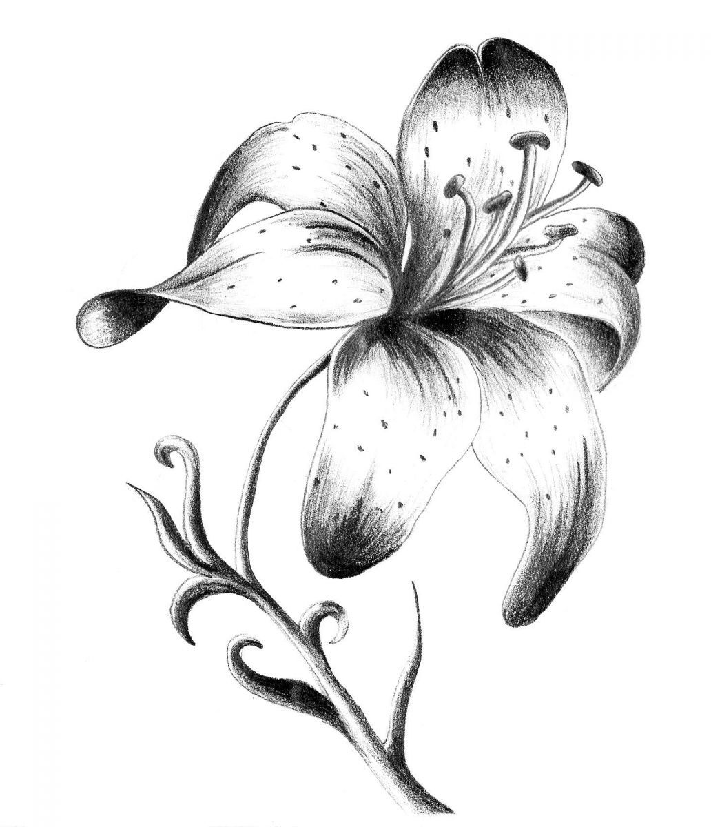 Stargazer Lily Tattoo: Elegance and Meaning Explored