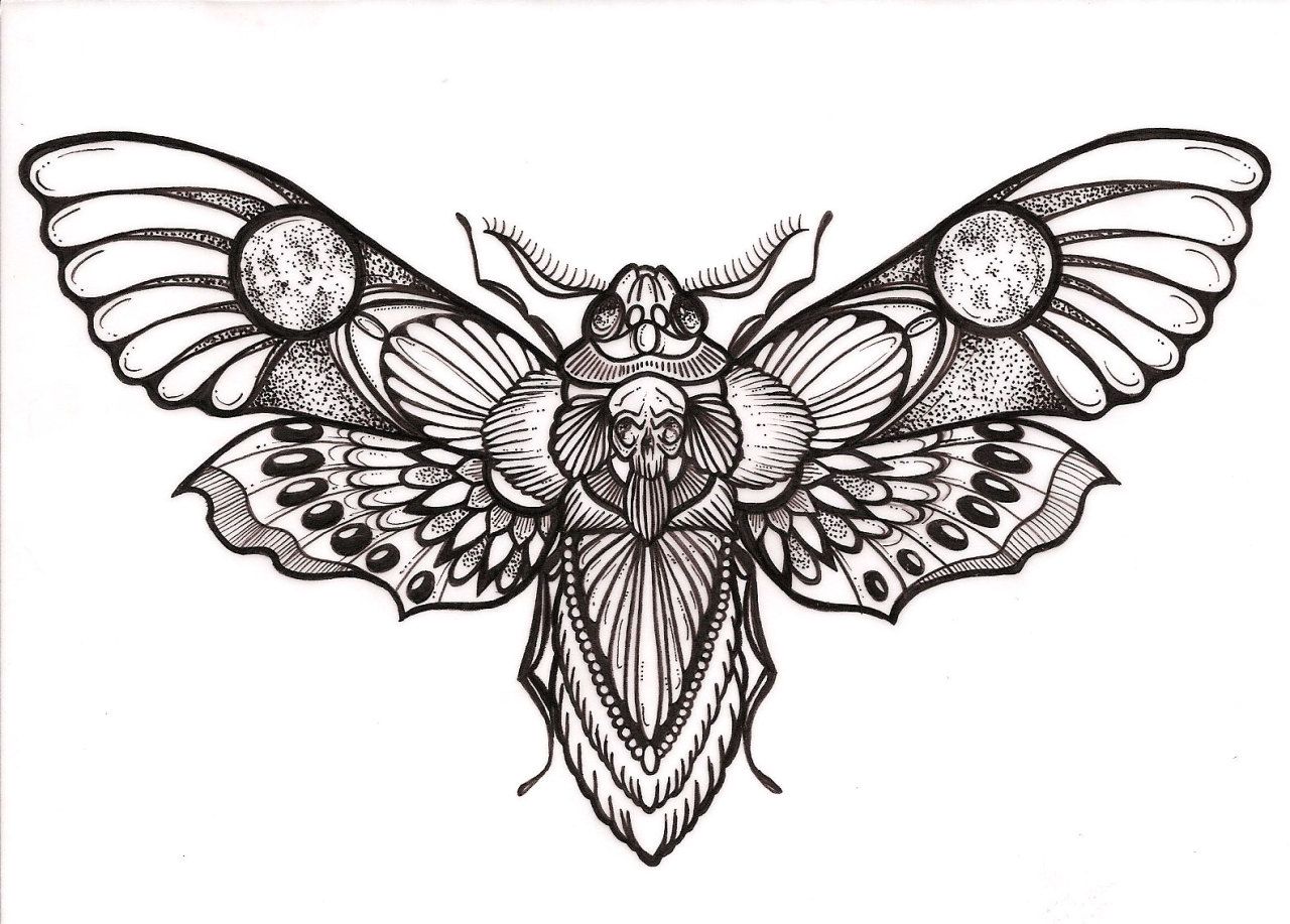 Traditional Moth Tattoo Drawing